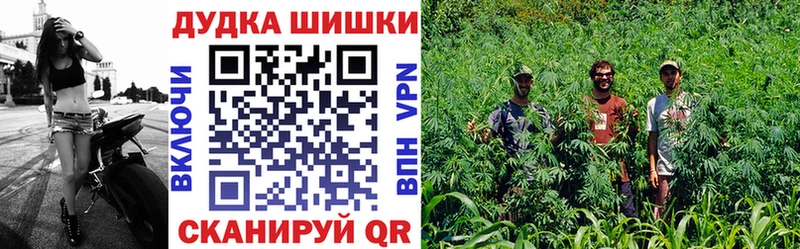Конопля сатива  Алзамай 